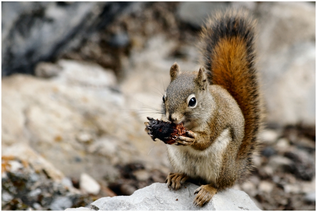 07 - Banff NP (10).jpg